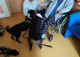 Psí kamarádi mezi námi 