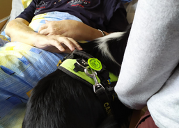 Psí kamarádi mezi námi 