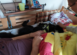 Psí kamarádi mezi námi 