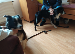 Psí kamarádi mezi námi 