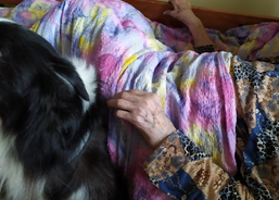 Psí kamarádi mezi námi 