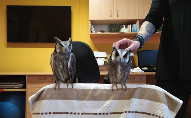 Nevšední návštěva