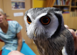 Nevšední návštěva