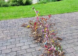 Kácení máje a hudební slavnost