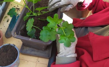 Jarní dny v Domově sv. Anny – čas radosti, pohybu a vůně pampelišek