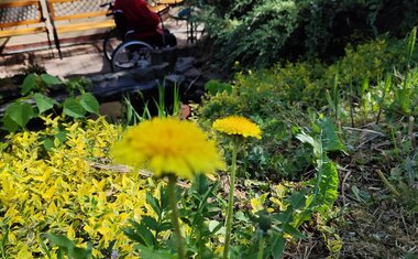 Májku nám a i letos ji pomohly nazdobit děti z MŠ Butovická