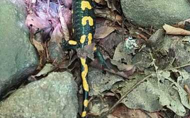 Charitní putování