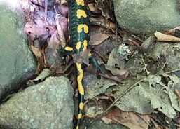 Charitní putování